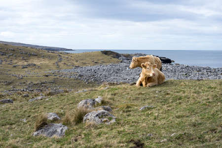 Cow coupleの写真素材