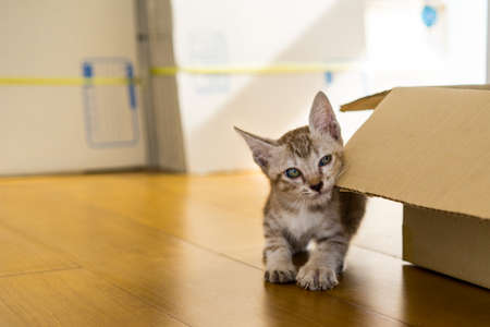 Kitten with the boxの写真素材