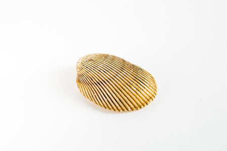 isolated seashellの写真素材