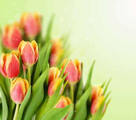 tulips on green background の写真素材