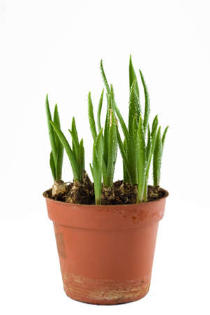 young shoots in a pot の写真素材