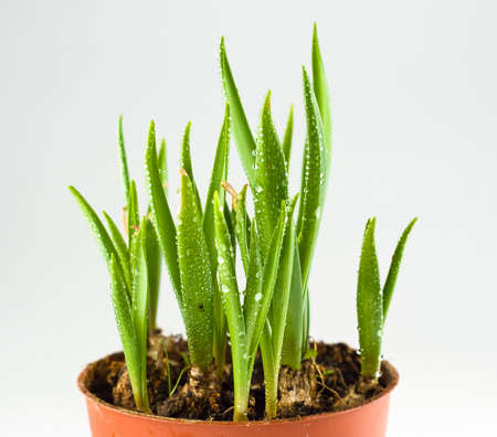  young shoots in a pot 	young shoots in a pot の写真素材