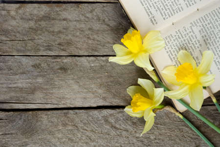 book and daffodils on old wooden backgroundの写真素材