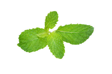 Mint leave (Melissa officinalis) isolated on white background