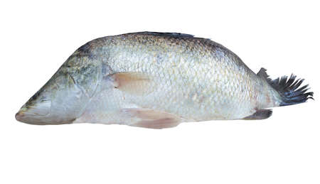 Raw fish white snapper isolated on white background .
