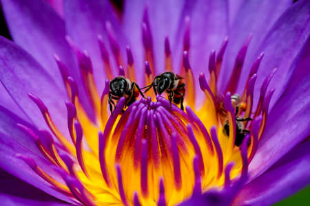 beauty lotusの写真素材