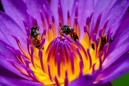 beauty lotusの写真素材