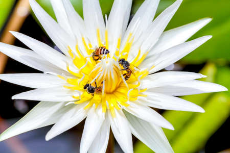 white lotus & Beeの写真素材