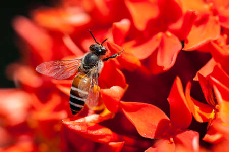 Bee