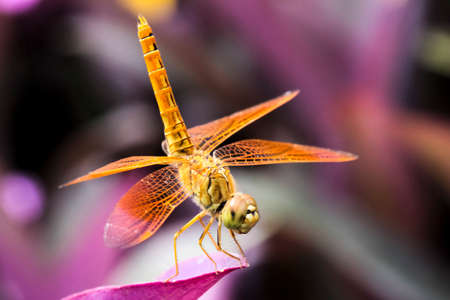 Dragonflies are beautiful creatures, and there are many strains.の写真素材