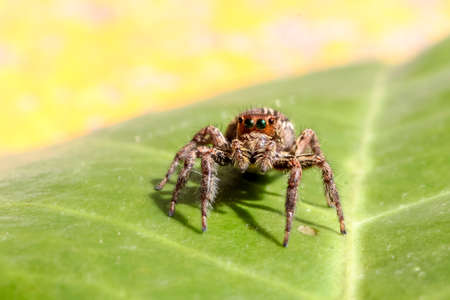 Cute jumping spider on a leaf.