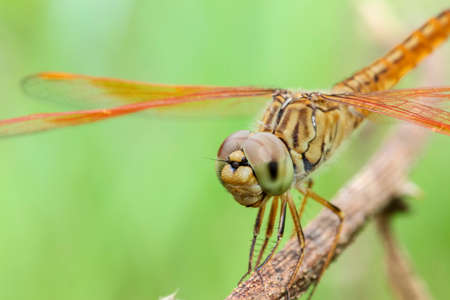 Dragonflies are beautiful creatures, and there are many strains.の写真素材