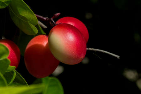 Ancient trees are endangered in Thailand. Its fruit is sour.の写真素材