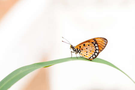 Butterfly on the grass in the morning of day one.の写真素材