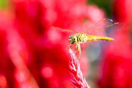 Dragonflies are beautiful creatures, and there are many strains.の写真素材