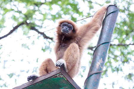 Gibbon sitting sad and lonely, so lonely.の写真素材