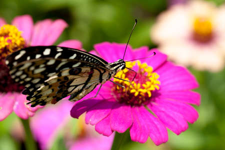 Butterflies and flowers amid sunny autumn morning.