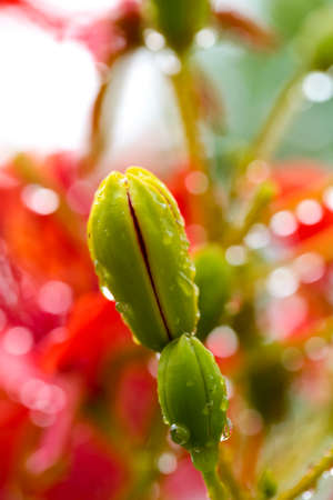 Wow, gorgeous flowers after rainの写真素材