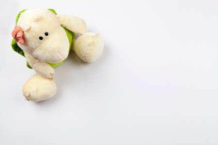 The little turtle awaits youの写真素材