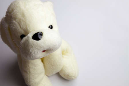 A cute little dog with white background.の写真素材