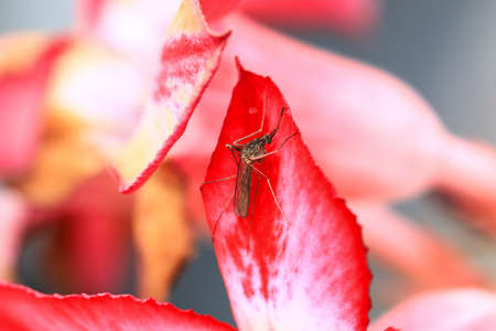 Mosquitoes feed on nectar of flowers.の写真素材