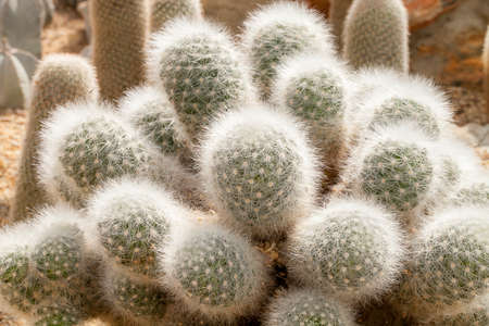 Cactus photo taken from Queen Sirikit Park.の写真素材