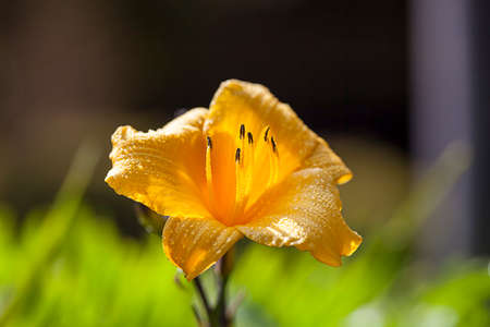 Flowerの写真素材
