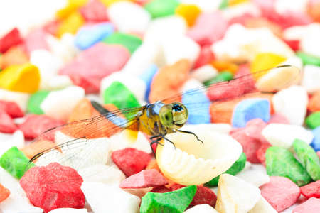 Single Blue dragonfly on multicolor background