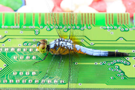 Single Blue dragonfly on RAM Computerの写真素材