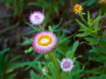 The Immortelles flower helichrysum in the garden.Photo taken on: January 04th, 2015の写真素材