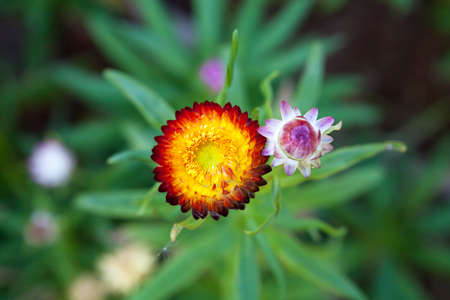 The Immortelles flower helichrysum in the garden.Photo taken on: January 04th, 2015の写真素材