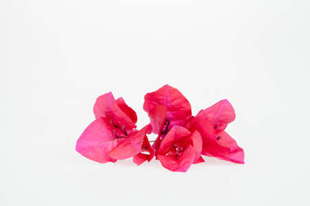 The bougainvillea pink flowers on white backgroundの写真素材