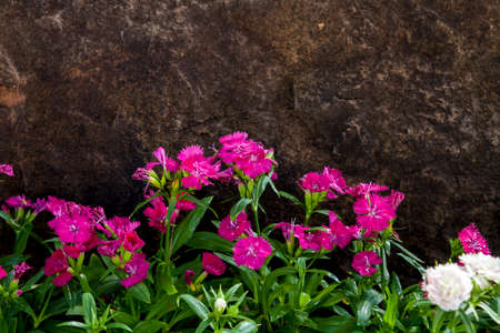 Blooming pink Dianthus in the park with stone backgroundの写真素材
