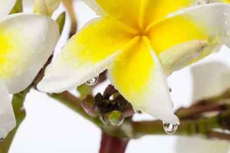 Close-up Frangipani (Plumeria)  flower  on white background.の写真素材