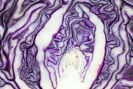 Beautiful pattern of purple cabbage close up.の写真素材