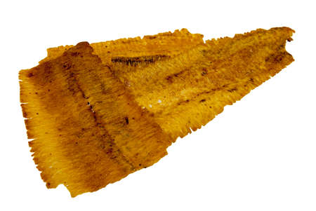 crushed squid isolate on white background