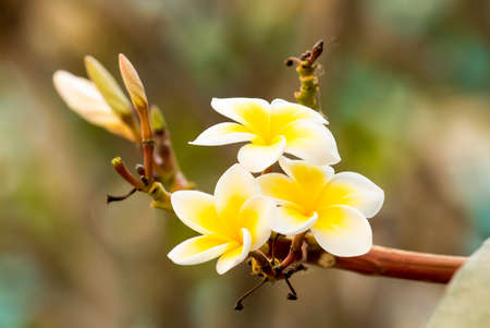 Beautiful white frangipani flowers on  the treeの写真素材