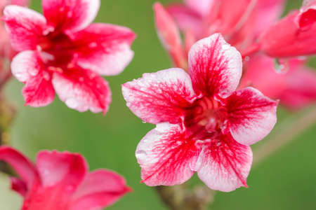 Closeup of Pink Bigononia or Desert Rose (tropical flower)の写真素材