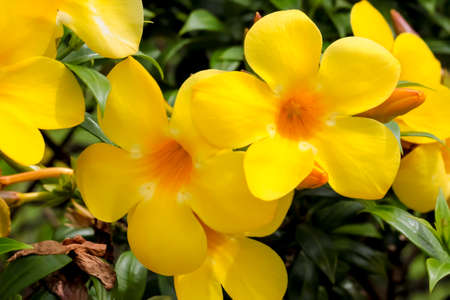 Yellow Bignonia flower with dew bloom beautifully in the garden.
