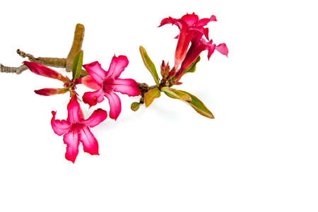 Closeup of Pink Bigononia or Desert Rose (tropical flower) on white background