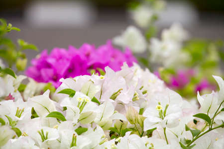 white and pink bougainvillea on nature backgroundの写真素材