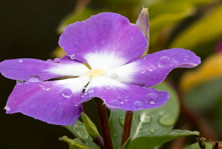 Cape Periwinkle was taken in the garden after the rain.の写真素材