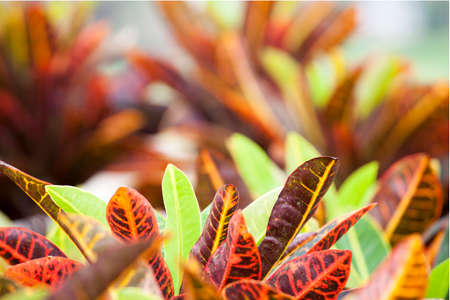 Codiaeum variegatum close up shot in natureの写真素材