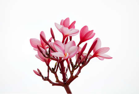 Branch of tropical pink flowers frangipani (plumeria) on white sky  backgroundの写真素材