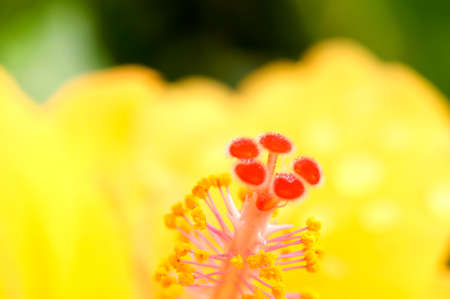 Shoe  Flower ,Chinese Rose or  Hibiscus flowers on the branch was taken in nature.
