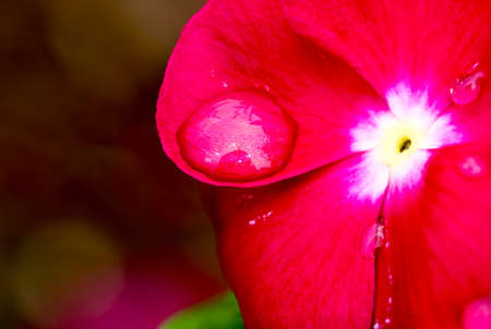 Cape Periwinkle was taken in the garden after the rain.