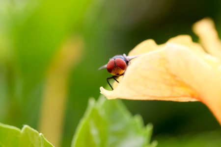 Fly on the hibiscus petals was shot in natureの写真素材