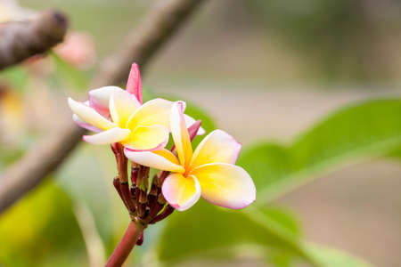 Frangipani Tropical Spa Flower Plumeria Shallow DOFの写真素材
