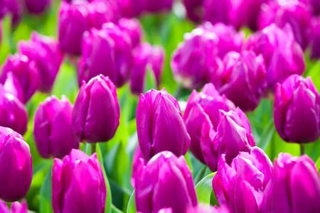 The blooming purple tulips in the spring.の写真素材