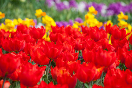 The blooming red tulips in the spring.の写真素材